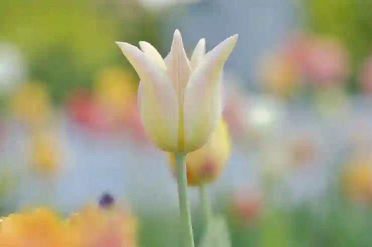 4월 경주 여행 필수 코스와 숨겨진 명소 추천! 아름다움과 특별함을 동시에 즐기기