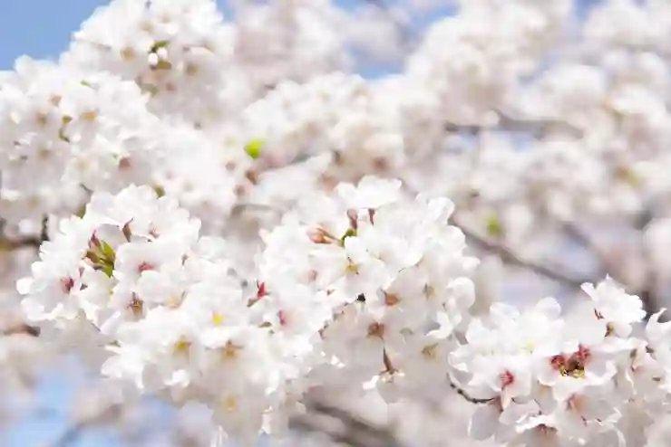 벚꽃 시즌 드론 촬영 행사, 놓치지 마세요