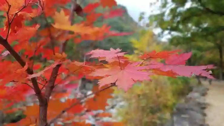 강원도 평창에서 꼭 가봐야 할 숨은 명소 5곳 완벽 가이드