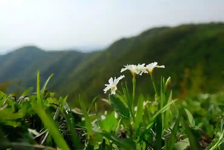 강원도 화천 딴산유원지에서 자연과 휴식을 만나는 최고의 힐링 비결