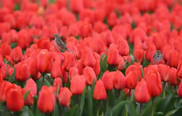 봄꽃이 만개하는 국내 축제 7곳! 놓치지 말고 즐기는 꿀팁과 추천 여행지 알아보기