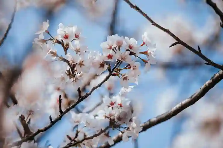 벚꽃 아래에서의 완벽한 캠핑 경험을 위한 팁과 준비물 알아보기