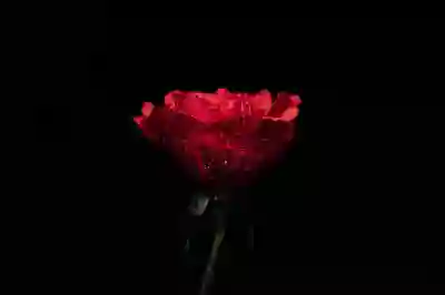 냉장고 폐가전 무상 수거! 업소용/김치냉장고 포함 대상 기준