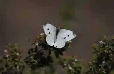 이마트 절임배추 사전예약 기간 픽업기간 총정리