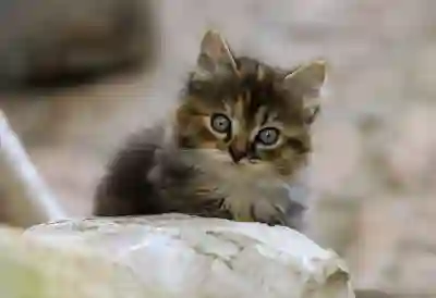 민생회복 소비쿠폰 알림서비스 신청 방법 (국민비서)