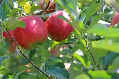 부산 애플 서비스센터 이용하기 위한 꿀팁