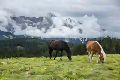 점봉산 곰배령 예약방법 알아보자