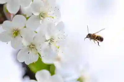 진해 벚꽃 축제와 군항제 즐기는 방법 알아보자