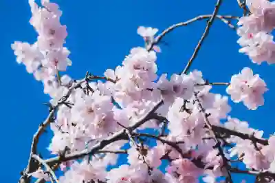 화담숲 벚꽃 예약 방법 알아보자