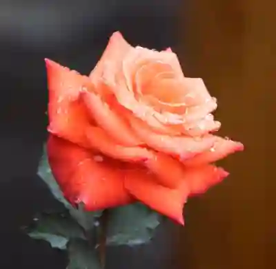 하나은행 통장사본 PDF로 빠르게 발급받는 방법 살펴보기